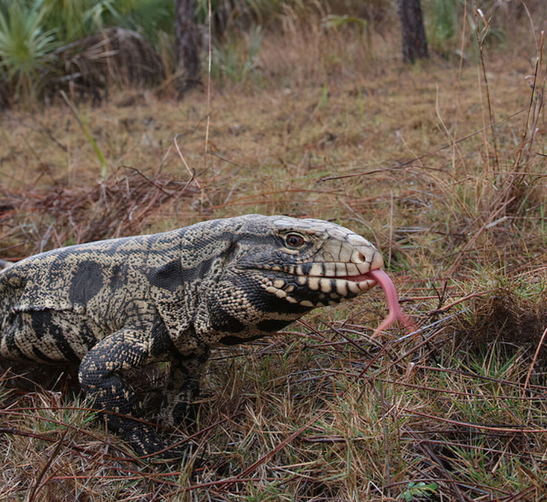 Tegu Lizard (copy)